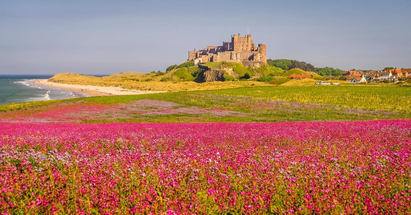 A Northumberland castle above colourful coastal wildflowers