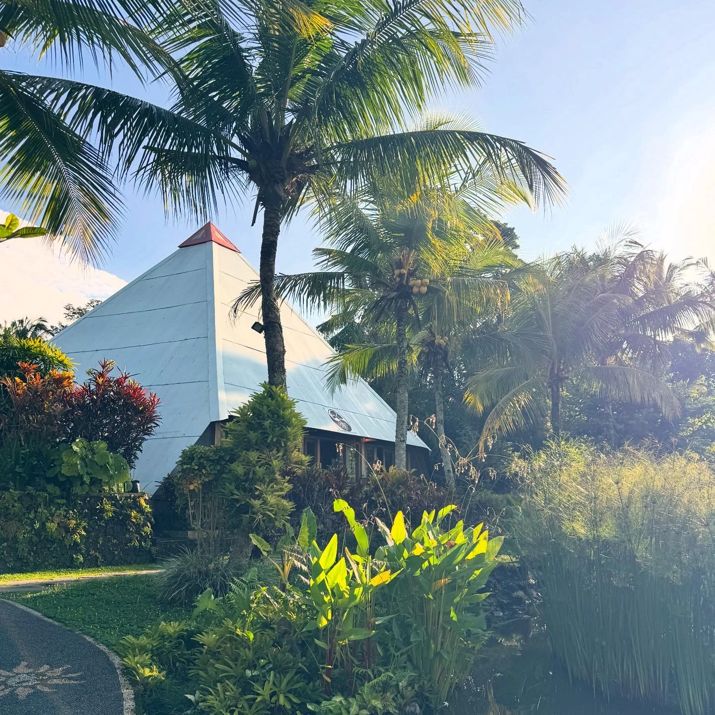 Sunlight falling through palm trees into a tropical garden