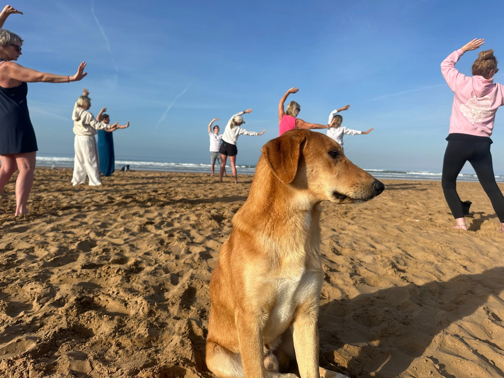 A dog sitting on the sand while a group practises Qigong behind it